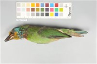五色鳥藏品圖，第1張